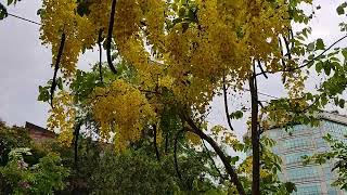 Amaltas, Also Known As Fistula Or Shower Tree Is A Popular Herb In Ayurvedic