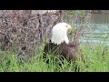 Eagles getting a drink from river