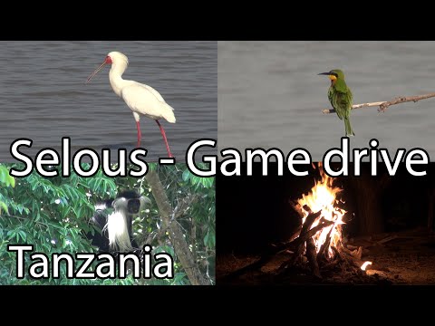 Game drive through Selous Game Reserve (Nyerere), Tanzania
