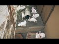 The Ultimate Rabbit Breeding Setup: Our Mini Zoo Pet Vlog