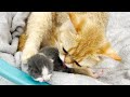 Mom cat licks adopted kitten like her own