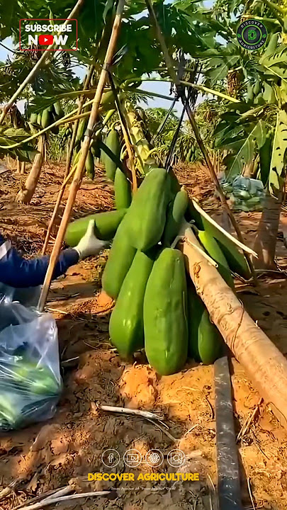 This is how they Grow so many Papayas in the Single Tree😱