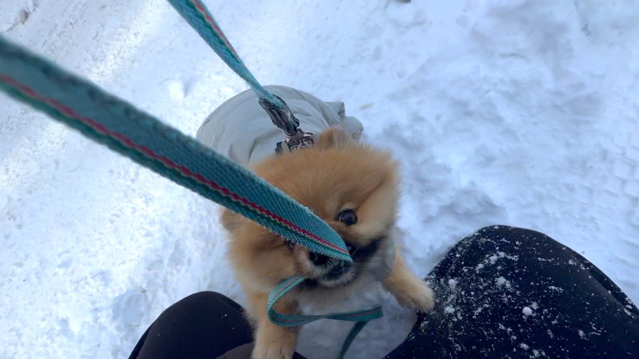 散歩が喧嘩で始まるポメラニアン【956日目】