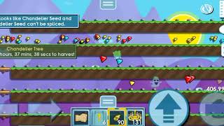 aku menggunakan chicken plow untuk menanam seed di growtopia