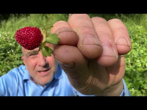 Video: ¿Es seguro comer duchesnea indica?