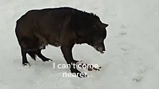 This Happened On A Cold Winter ❄️🌨️❄️ Day ! 🐺 #feeding #stray #dogs by With Love To Animals  1,293 views 4 months ago 2 minutes, 46 seconds