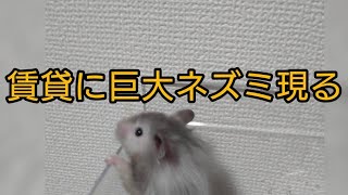 賃貸に巨大ネズミ現る！？