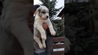 Щенок алабая среднеазиатская овчарка кобель алабай Щенок алабая среднеазиатская овчарка кобель алабай