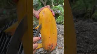 Download Lagu Split Papaya California #papaya MP3