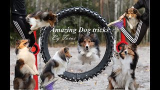The most AMAZING dog tricks by Focus | 3 years