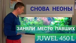 И снова Неоны.... заняли место павших. Аквариум Juwel 450 литров. Часть 36. И снова Неоны.... заняли место павших. Аквариум Juwel 450 литров. Часть 36.