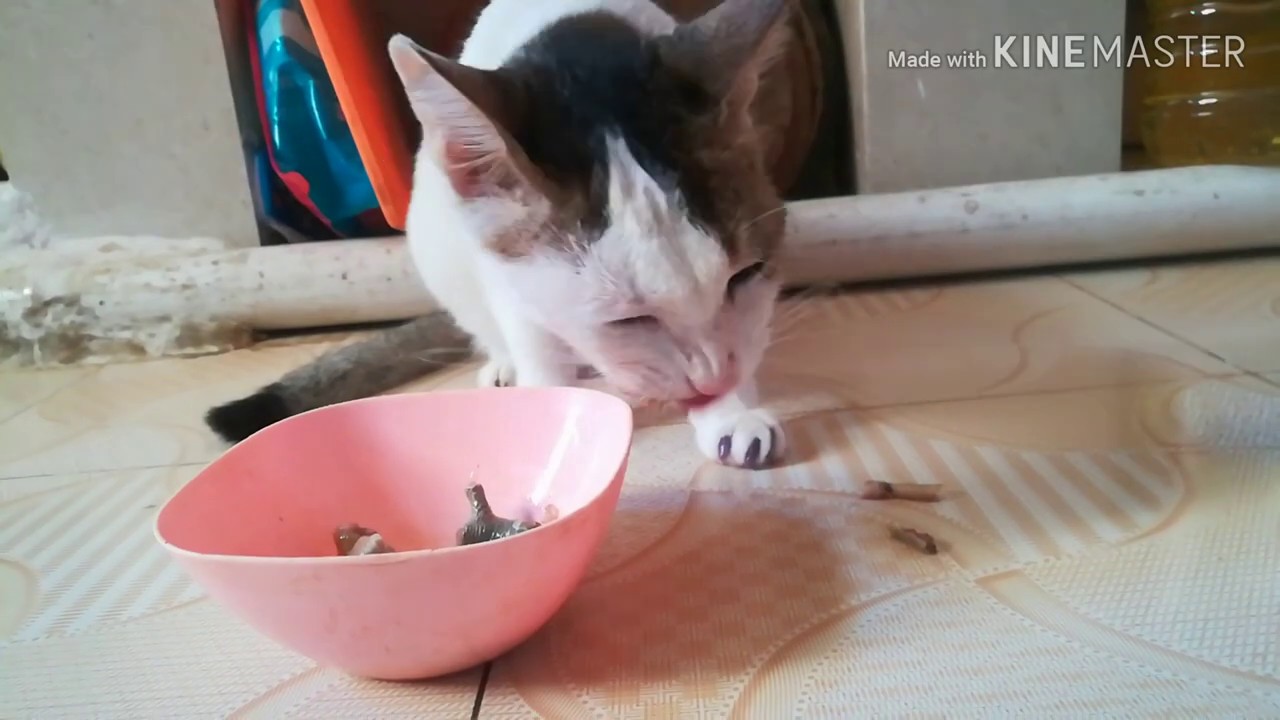 How to prepare cat food at home। যেভাবে নিশ্চিত করবেন পোষা বিড়ালের