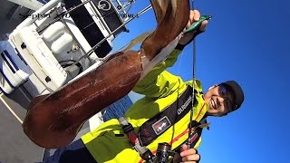 セフィアXTUNEティップエギング　～タフなコンディションにも負けない高感度。最高の性能を追い求めたティップエギング専用ロッド～