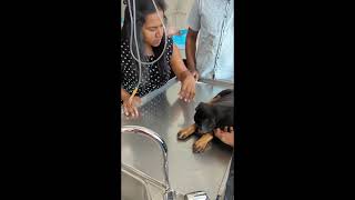 Beneath the Big Paws: A Sweet Rottweiler Pup's Vet Visit