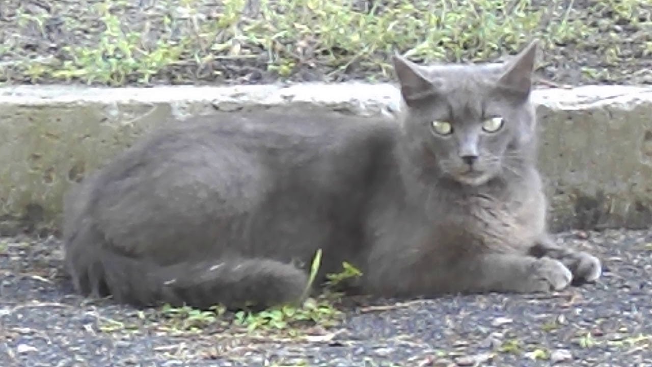 Серая кошка - YouTube