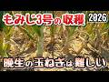 【玉ねぎ】もみじ3号(晩生)の収穫の様子