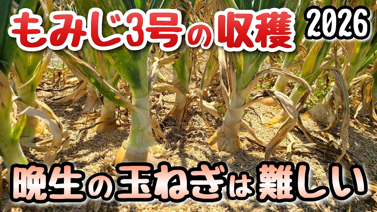 【玉ねぎ】もみじ3号(晩生)の収穫の様子