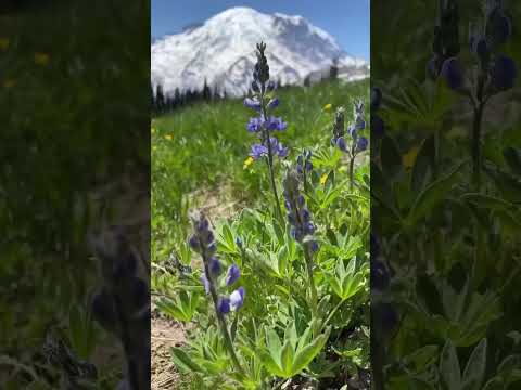 ვიდეო: Mount Rainier ეროვნული პარკი: სრული გზამკვლევი