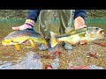 Exploring HIDDEN BACKWOODS RIVERS for RARE Fish!!! --Ozark River Fishing [The Movie]