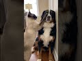 The real boss of the house!