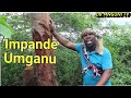 Umganu | Dr Mnguni