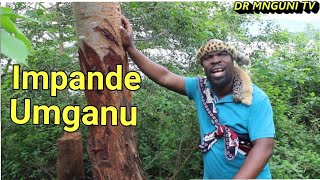 Umganu | Dr Mnguni