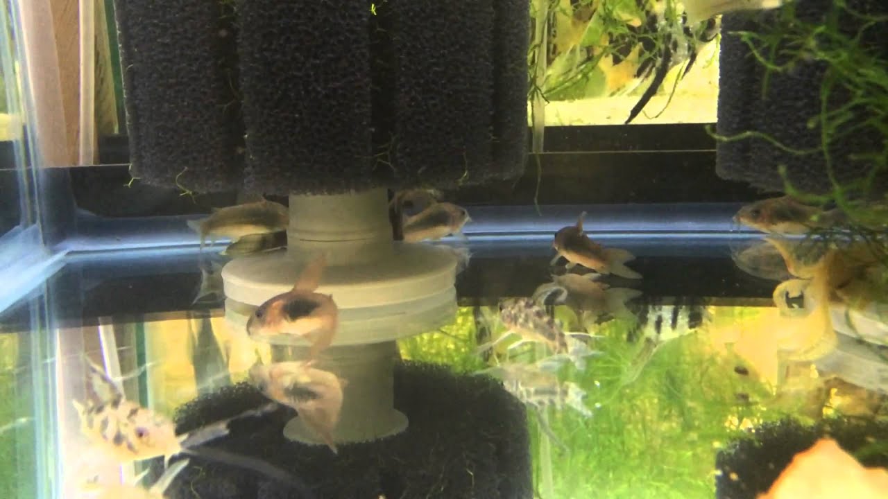 dwarf shrimp compatibility chart All Tanks Update: Sad news, more tanks and humidity