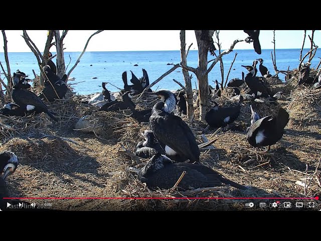 Veebikaamera: kormoran – aasta lind 2025 (põhikaamera) [Great Cormorant live stream cam 1]