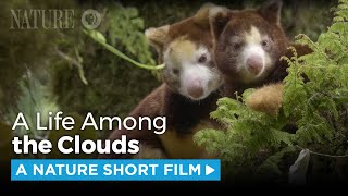 Matschies Tree Kangaroo A Rare Sight A Nature Short Film