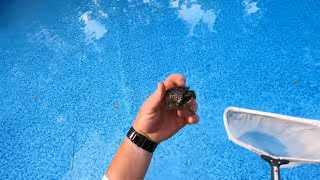 Pool Guy POV #5 Wealth