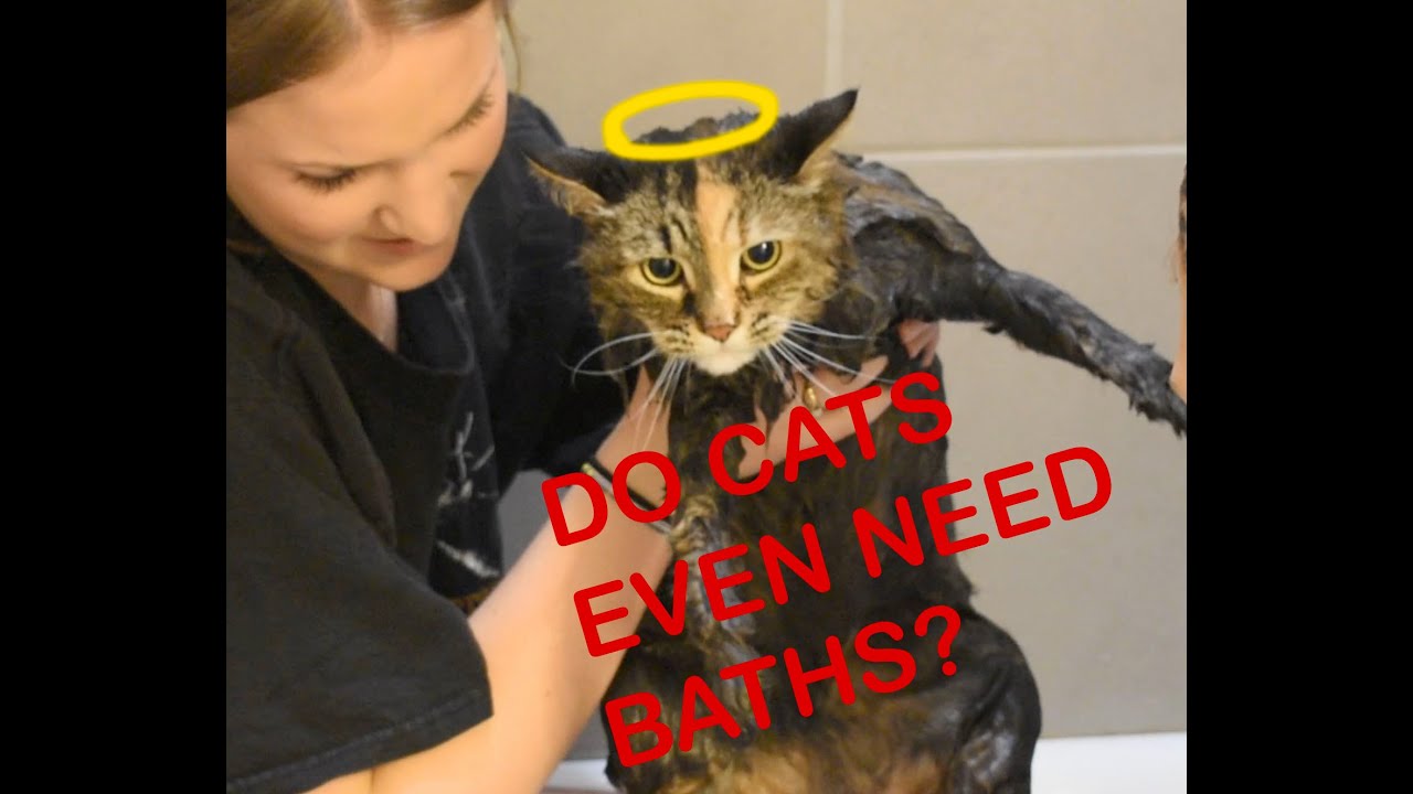 How to Give Your Cat a Bath - YouTube