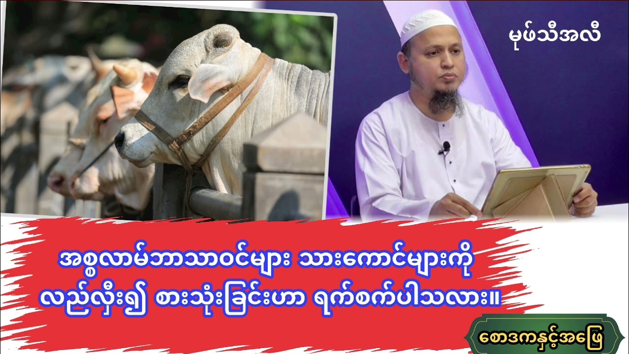 သားကောင်လည်လှီးခြင်း နှင့် အစ္စလာမ် - စောဒကနှင့်အဖြေ || မုဖ်သီအလီ