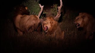 Marauding Lion Attacks Pride in the Dead of Night (Imbali Males vs Kruger Male)