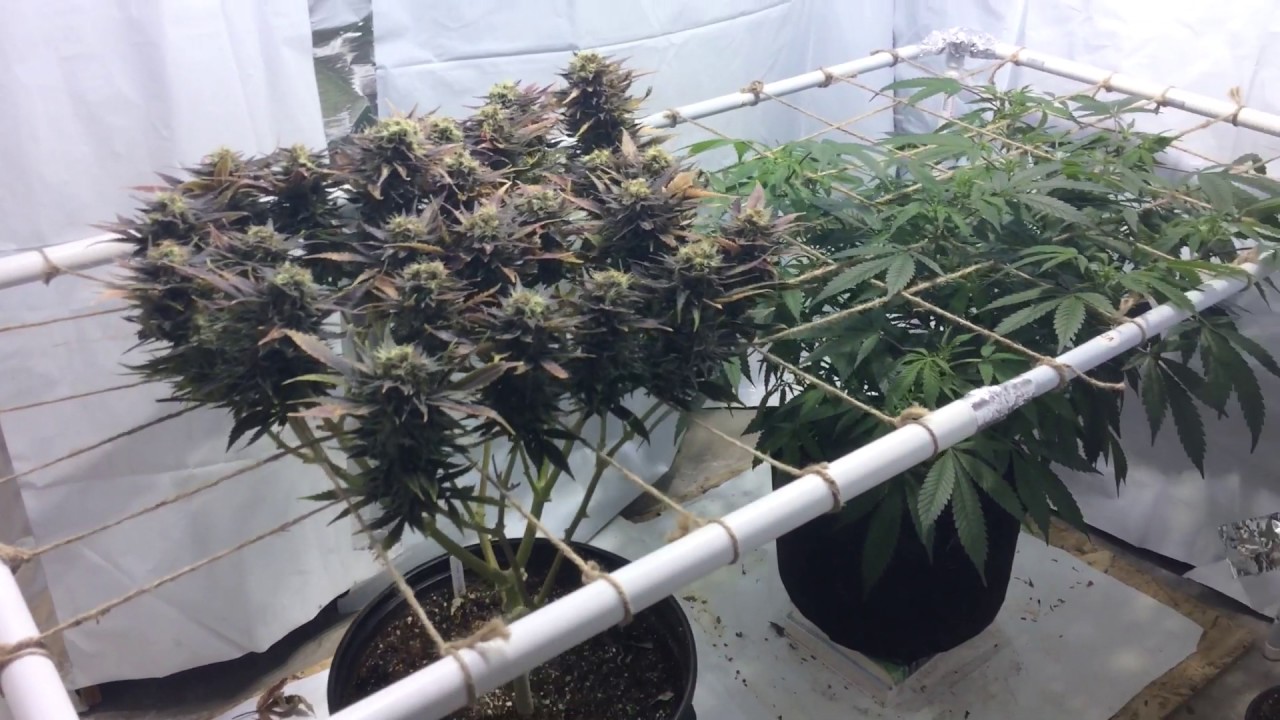 Lemon kush end of scrog series new strains added