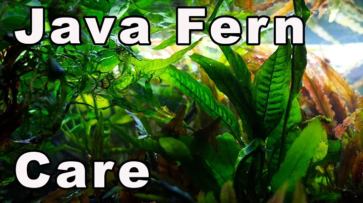 Discover the Secrets of Java Fern Care and Propagation!