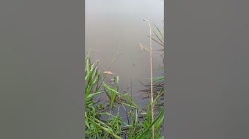 câu cá lóc bằng con cá nhái(hay còn gọi là nòng nọc)@