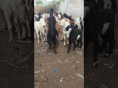 تتمتع الماعز بفترة تكاثر ولقاء مدى الحياة في الصحاري   