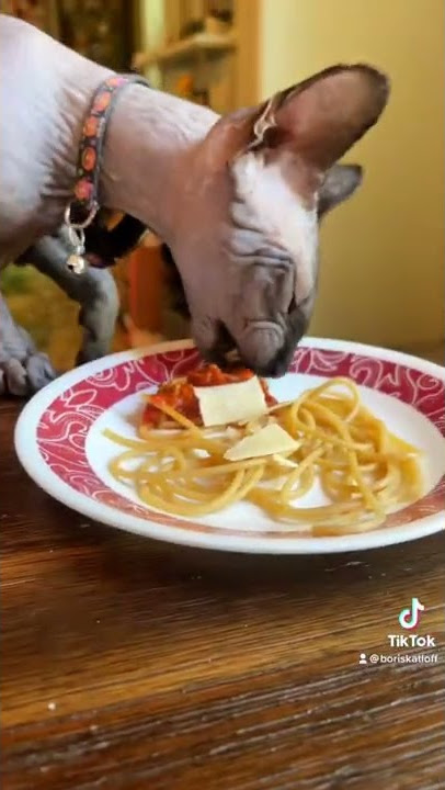 NOT MINE] been thinking of owning a sphynx because they're too stinking  cute and i'm seeing a lot of sphynx in sweater images lately : r/kittens