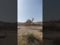 الجمل فی الصحراء Desert Animals Desertadventures Viral Goat Animalshorts Camel Villagelife 