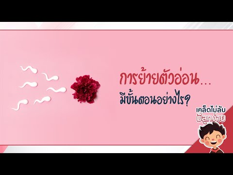 การย้ายตัวอ่อน มีขั้นตอนอย่างไร?