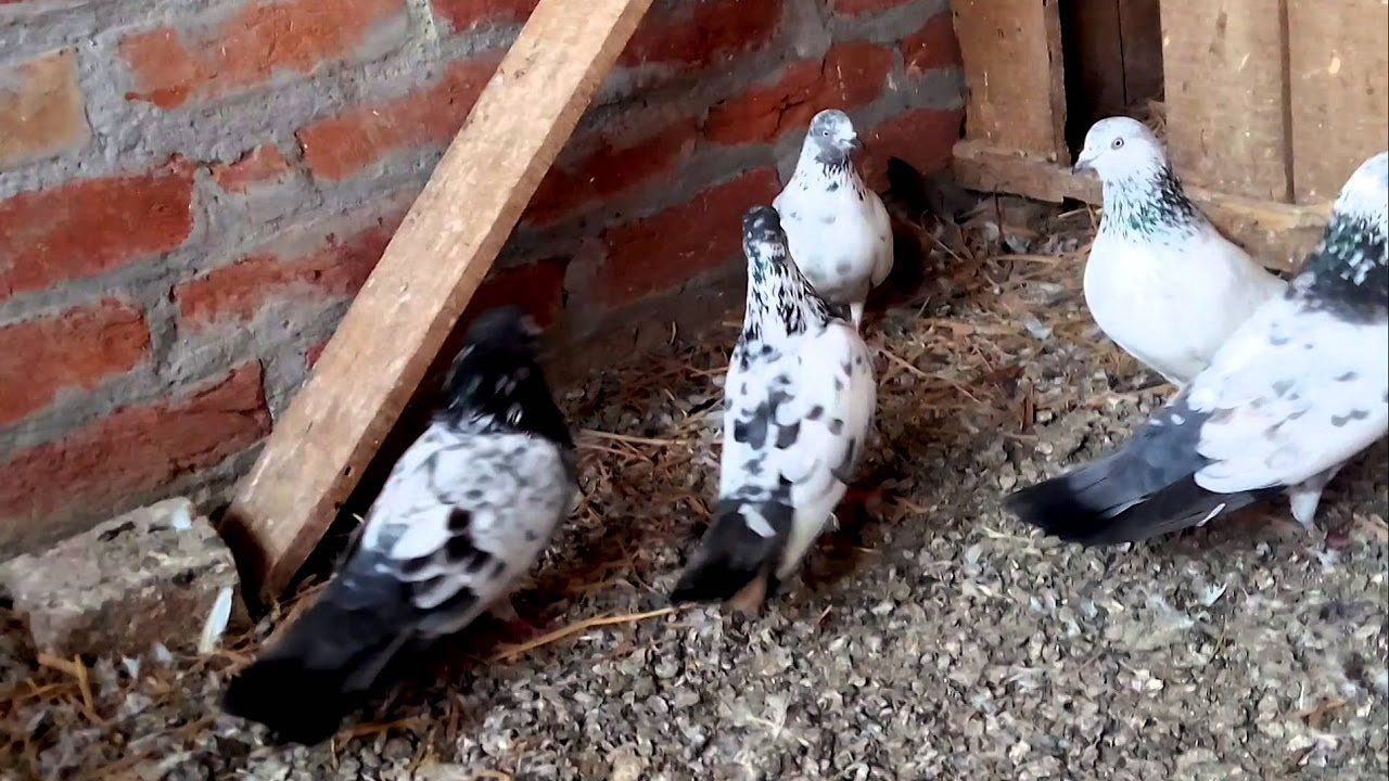 Shahjahanpuri pigeons Habeeb ullah khan