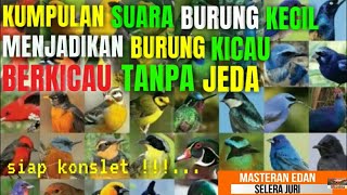 KOMPLIKASI masteran SUARA BURUNG KECIL paling di cari para kicau mania indonesia !!!... pedes RAPET.