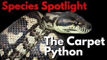 The Carpet Python: Species Spotlight