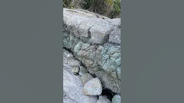 #Vancouverisland #nanaimo #fossils #geology #rocks