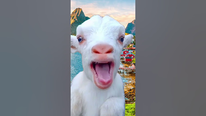 Коза и козлёнок хочешь лайк.#goat #смешнойшортс #смешновидео