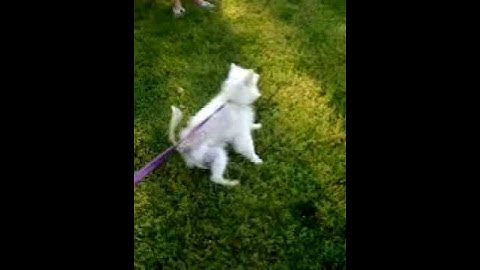 Napoleon Complex (Polaris picks a fight with a dog 13x her size)