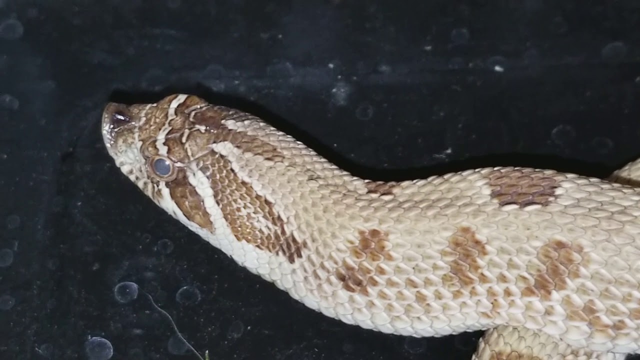 pythons for sale Urgent message I