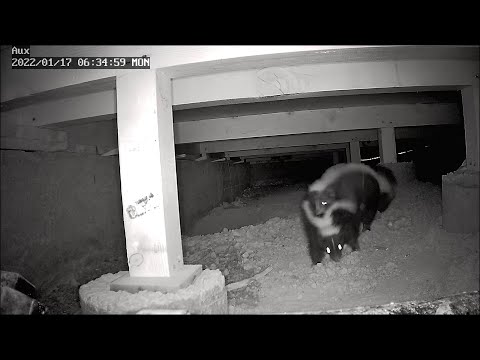 Video: Cum să re-acasă o familie Skunk