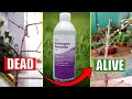 HOW TO CORRECTLY USE HYDROGEN PEROXIDE IN YOUR GARDEN?