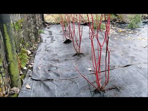 Wideo: Sadzenie dereni z czerwonymi gałązkami - jak wyhodować drzewa dereni z czerwonymi gałązkami